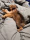 German Shepherd Puppies for sale in Palmdale, CA, USA. price: $250