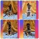 German Shepherd Puppies for sale in Corry, PA 16407, USA. price: $1,200