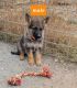 German Shepherd Puppies for sale in Elizabeth, CO 80107, USA. price: NA