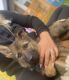 German Shepherd Puppies for sale in Fresno, CA, USA. price: $3,500