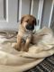 German Shepherd Puppies for sale in 385 Landis Ln, London, OH 43140, USA. price: NA