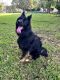 German Shepherd Puppies for sale in West Palm Beach, FL, USA. price: NA