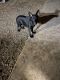 German Shepherd Puppies for sale in Van Alstyne, TX, USA. price: NA