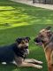 German Shepherd Puppies for sale in Anaheim, CA, USA. price: NA