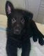 German Shepherd Puppies for sale in Chillicothe, OH 45601, USA. price: $500