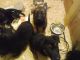 German Shepherd Puppies for sale in East Taunton, Taunton, MA 02718, USA. price: $800