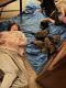 German Shepherd Puppies for sale in Grand Terrace, CA, USA. price: NA