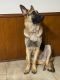 German Shepherd Puppies for sale in Cedar Hill, TX 75104, USA. price: $12,345