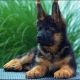 German Shepherd Puppies for sale in Kent, WA, USA. price: $600