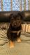 German Shepherd Puppies for sale in University Place, WA, USA. price: NA