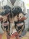 German Shepherd Puppies for sale in Secunderabad, Telangana 500003, India. price: 20000 INR