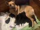 German Shepherd Puppies for sale in Beaumont, TX, USA. price: $200