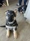 German Shepherd Puppies for sale in Lancaster, CA, USA. price: $1,000
