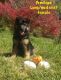 German Shepherd Puppies for sale in Gallipolis, OH 45631, USA. price: $400