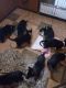 German Shepherd Puppies for sale in Milwaukee, WI, USA. price: NA