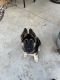 German Shepherd Puppies for sale in Romoland, CA 92585, USA. price: NA
