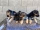 German Shepherd Puppies for sale in Laveen Village, Phoenix, AZ, USA. price: $700