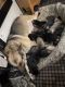 German Shepherd Puppies for sale in Azle, TX 76020, USA. price: $400