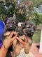 German Shepherd Puppies for sale in Sector 31, Chandigarh, 160030, India. price: 18000 INR