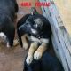 German Shepherd Puppies for sale in Saltville, VA 24370, USA. price: NA