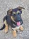 German Shepherd Puppies for sale in 20251 Co Rd 174, Helotes, TX 78023, USA. price: NA