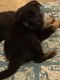 German Shepherd Puppies for sale in Troutdale, OR 97060, USA. price: $1,000