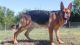German Shepherd Puppies for sale in Joshua, TX, USA. price: NA