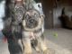 German Shepherd Puppies for sale in Fort Wayne, IN, USA. price: $400
