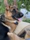German Shepherd Puppies for sale in St Clair Shores, MI, USA. price: $1,000