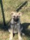 German Shepherd Puppies for sale in Raleigh, NC, USA. price: NA