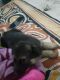 German Shepherd Puppies for sale in Vrindavan Colony Rd, Vrindavan Colony, Uttar Pradesh 226029, India. price: 14000 INR