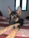 German Shepherd Puppies for sale in Gandhi Colony, New Industrial Twp, Faridabad, Haryana 121001, India. price: 12000 INR