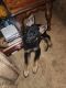 German Shepherd Puppies for sale in Columbiana, OH 44408, USA. price: $400