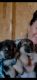 German Shepherd Puppies for sale in Wilkesboro, NC, USA. price: $500