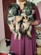 German Shepherd Puppies for sale in Puzhal, Chennai, Tamil Nadu, India. price: 13000 INR