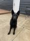 German Shepherd Puppies for sale in Centreville, MI 49032, USA. price: $500
