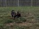German Shepherd Puppies for sale in Frederick County, VA, USA. price: $750