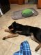 German Shepherd Puppies for sale in North Brookfield, MA, USA. price: NA