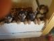 German Shepherd Puppies for sale in Des Moines, IA, USA. price: NA