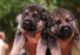 German Shepherd Puppies for sale in Udupi, Karnataka, India. price: 10000 INR