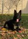 German Shepherd Puppies for sale in Kingston, ON, Canada. price: NA