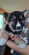 German Shepherd Puppies for sale in Princeton, MN 55371, USA. price: $600