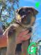 German Shepherd Puppies for sale in St Pauls, NC 28384, USA. price: $550