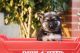 German Shepherd Puppies for sale in Bainbridge, GA, USA. price: NA