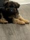 German Shepherd Puppies for sale in 401 Coit Rd, McKinney, TX 75070, USA. price: $4,000