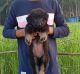 German Shepherd Puppies for sale in Bengaluru, Karnataka, India. price: 6000 INR