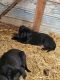 German Shepherd Puppies for sale in Bruce Mines, ON, Canada. price: NA