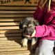 German Shepherd Puppies for sale in Yeagertown, PA 17099, USA. price: NA