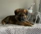 German Shepherd Puppies for sale in Silver Creek, GA 30173, USA. price: $1,500