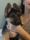 German Shepherd Puppies for sale in Ford, VA 23850, USA. price: $1,500